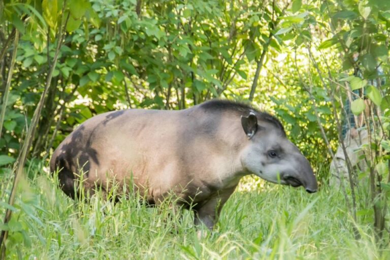 Tapir liberado y cazado en Tucumán