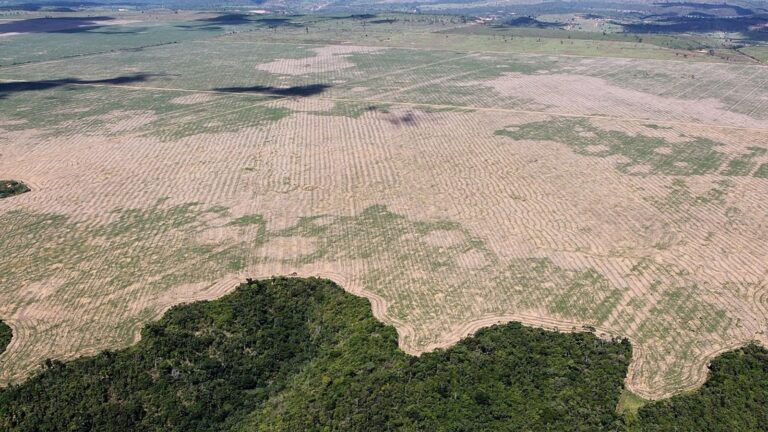 deforestación en la Amazonia