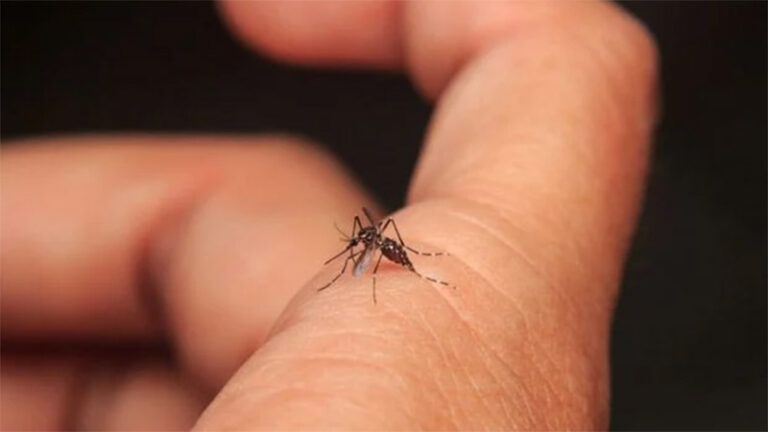 mosquito aedes aegypti