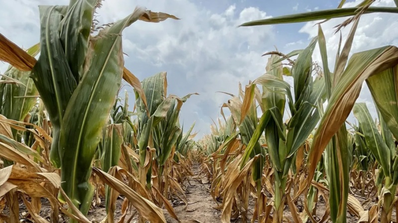 emergencia agropecuaria