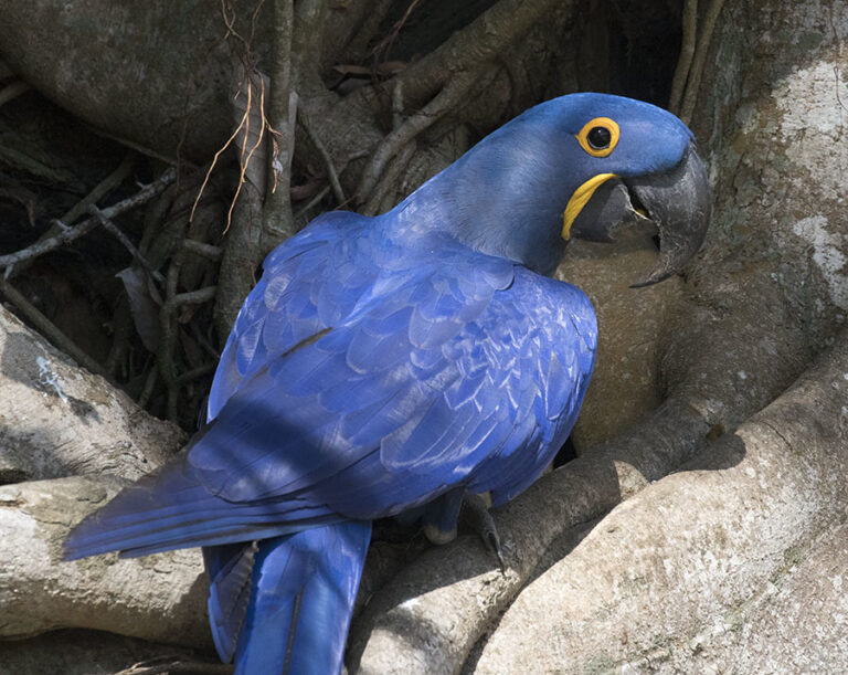 Guacamayo azul