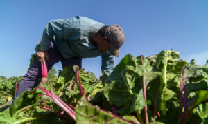 agricultura familiar