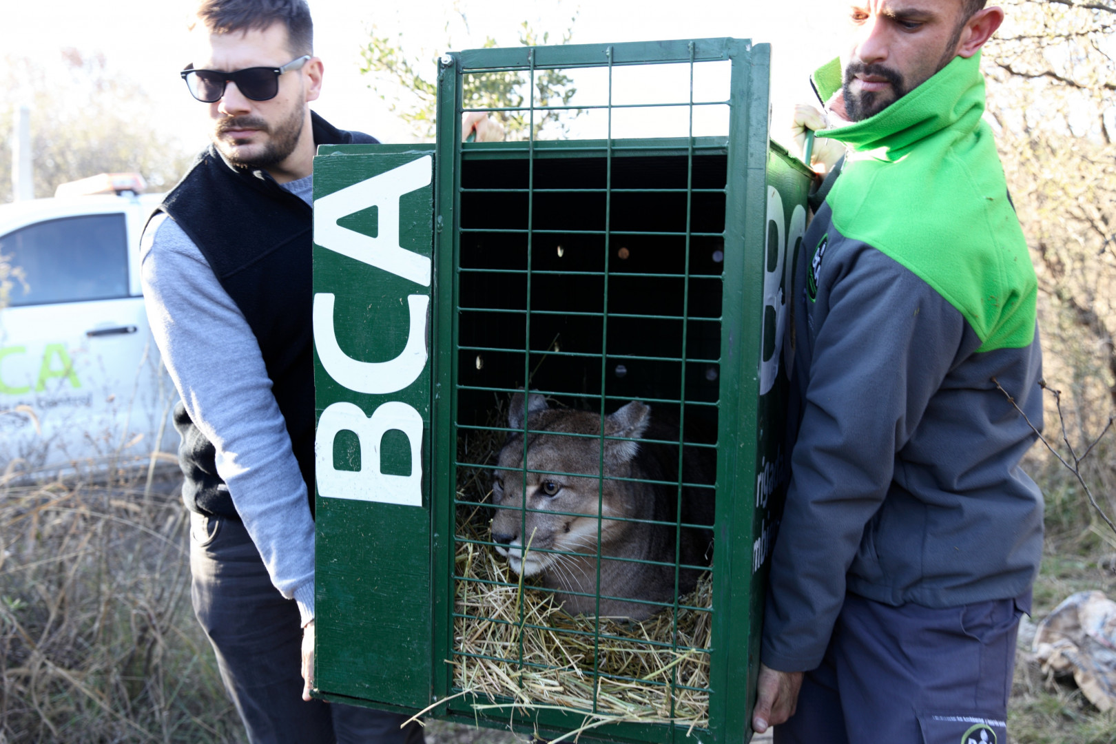 Puma siendo trasladado