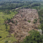 Perú | Relator de la ONU advirtió los peligros de modificar la Ley Forestal