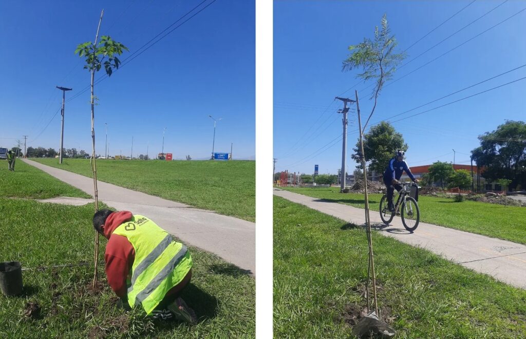 Colocaron nuevos árboles en avenida Bolivia