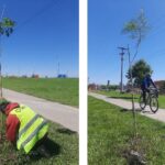 Colocaron nuevos árboles en avenida Bolivia