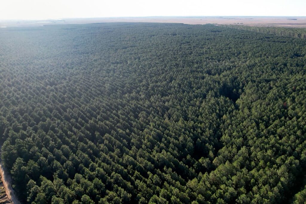 Corrientes: Un tribunal internacional evaluará el impacto del monocultivo