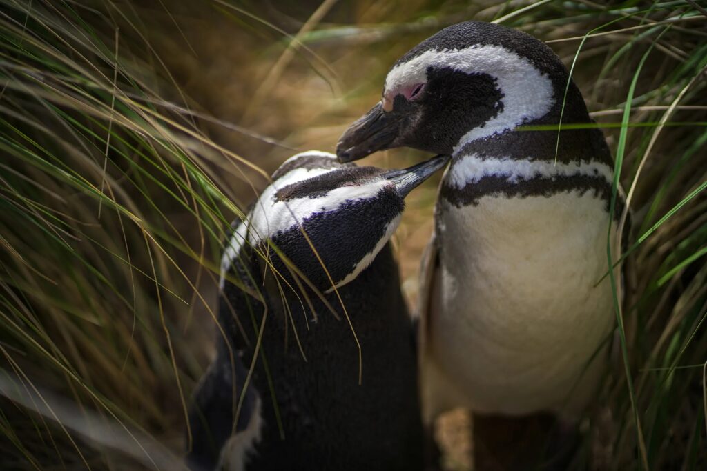 Condenaron al acusado de asesinar pingüinos en Chubut