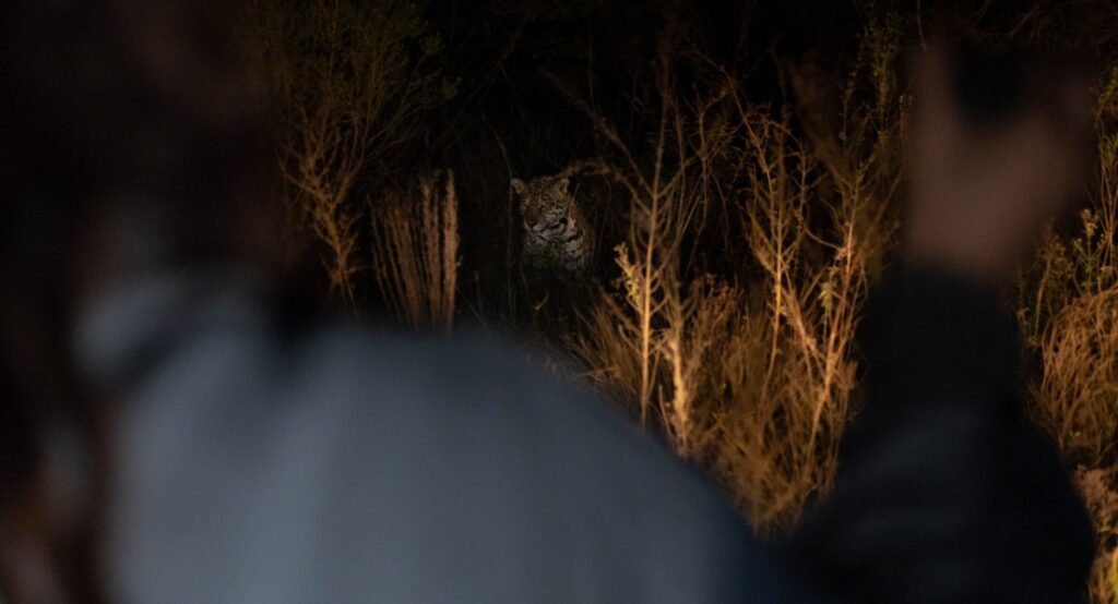 Observaron a una pareja de yaguaretés en El Impenetrable