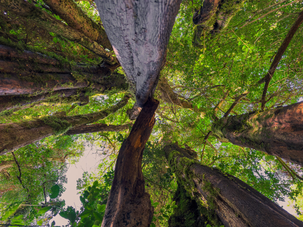 Alerta en los bosques salteños