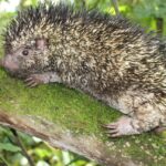 Colombia: Descubren una nueva especie de puercoespín