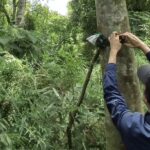 Es crucial preservar los corredores de bosques nativos de Misiones
