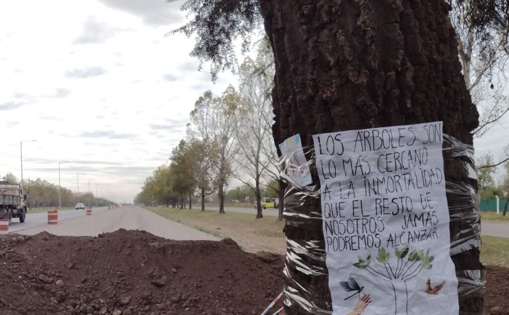 Córdoba: Removerán un árbol de 300 años por una obra vial