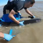 Identifican áreas para la conservación de tiburones y rayas