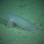 La vida marina amenazada: “Reventar todo para sacar petróleo”