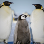 Pingüinos emperador