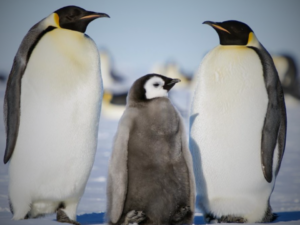 Pingüinos emperador