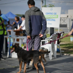 Mes del Animal: promueven la adopción responsable