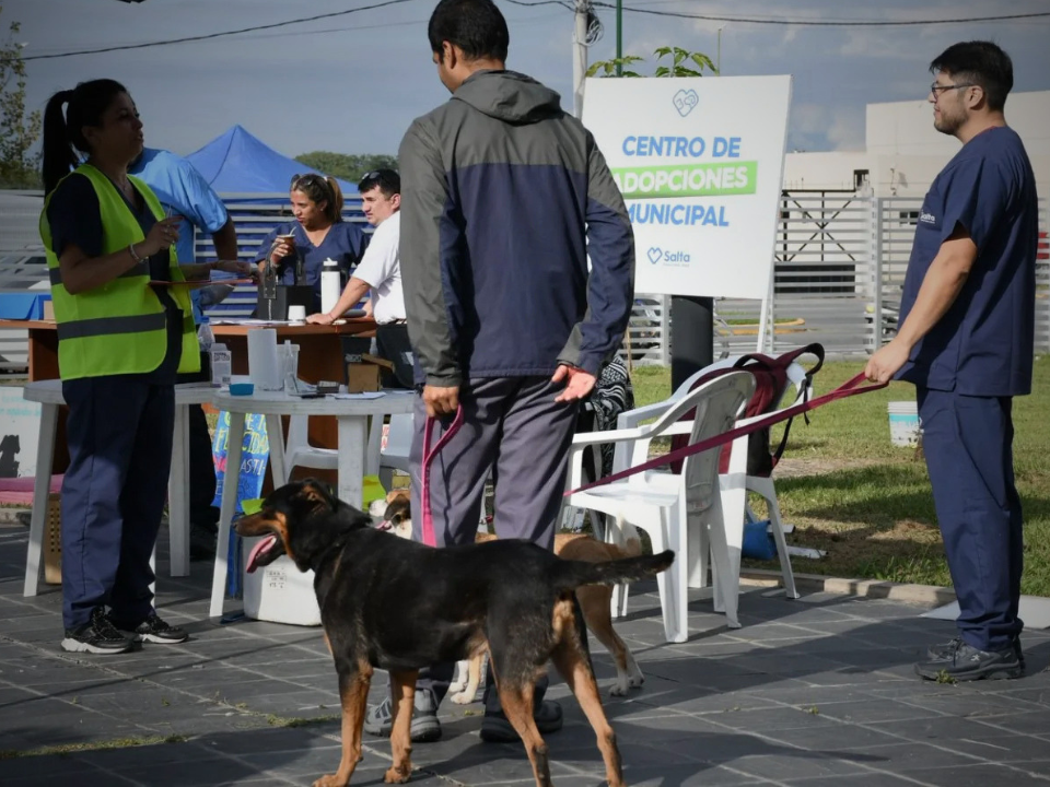 Mes del Animal: promueven la adopción responsable