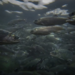 Chile: salmoneras acumulan infracciones dentro de áreas protegidas