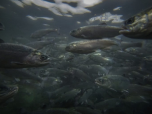 Salmoneras