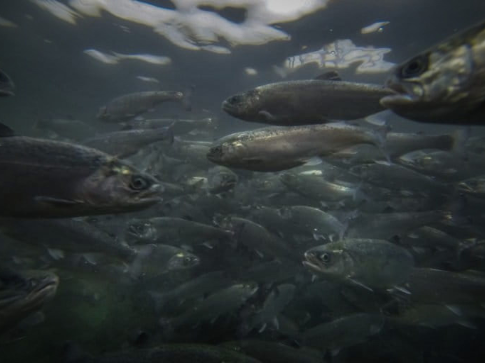 Salmoneras