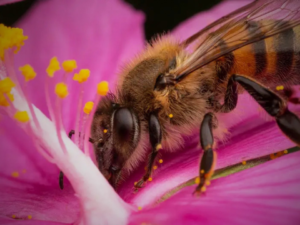 glifosato en la miel