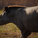 Día del Tapir: cómo cuidamos a los “guardianes del bosque”
