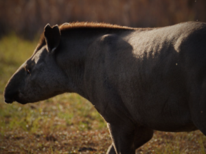 Día del Tapir