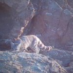 Confirman la presencia de un gato andino en Mendoza