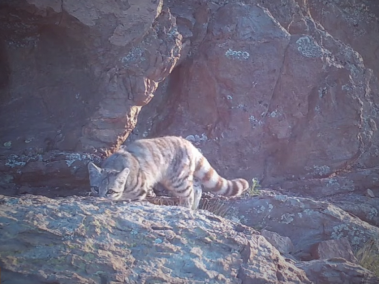 gato andino