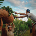 Glifosato en Misiones: Buscan eliminar su prohibición y corre riesgo la biodiversidad